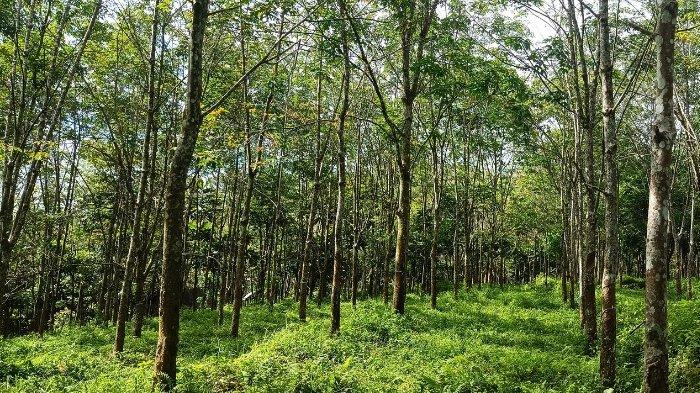 Perkebunan Karet